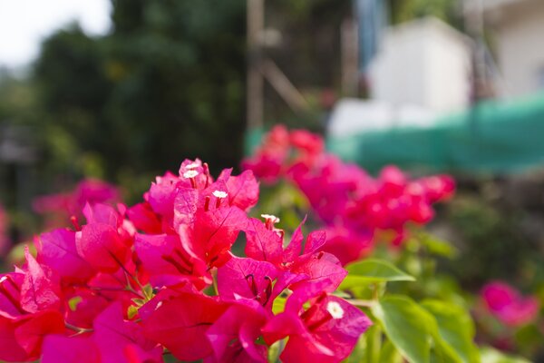 slideshow